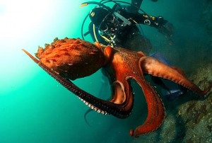 Гигантский осьминог – фото