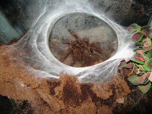 Гигантский паук – фото