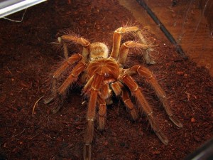 Гигантский паук – фото