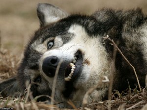 Гигантский волк – фото