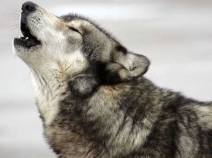 Гигантский волк – фото