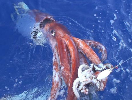 Гигантский кальмар – фото